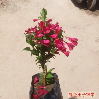 红王子锦带花卉盆栽绿植庭院景观苗木耐热耐旱懒人花卉大全中国红图2