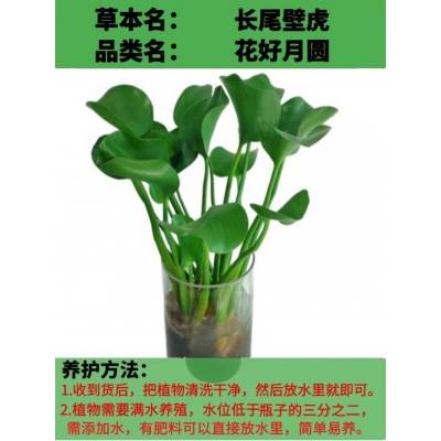 四季招财旺宅花卉盆栽绿植好养活花卉大全室内外种植阳台懒人花卉图2