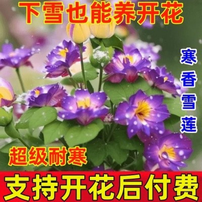 【冬季开花】耐寒浓香型雪莲花室内外懒人好养不死花卉市场大全图2