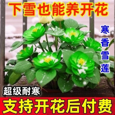 【冬季开花】耐寒浓香型雪莲花室内外懒人好养不死花卉市场大全图3