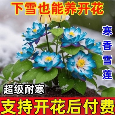 【冬季开花】耐寒浓香型雪莲花室内外懒人好养不死花卉市场大全图4