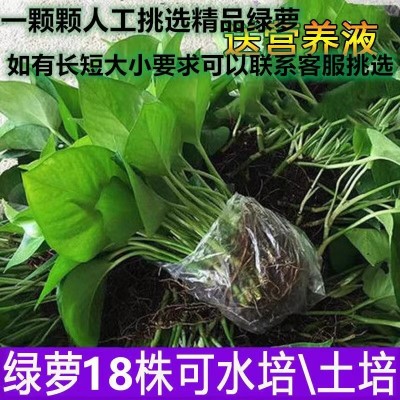 室内水培绿萝苗水培植物花卉四季常绿吸除甲醛净化空气办公室盆栽图2