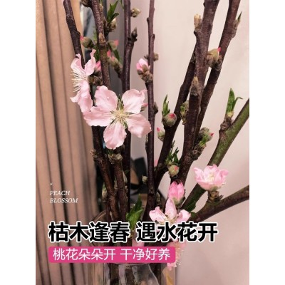 带花水培红梅花桃花树干枝珍珠李鲜花室内花卉雪柳盆栽切养绿植物图4