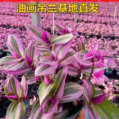 油画婚礼吊兰多肉盆栽超好养观叶植物四季花卉水培花卉水养图4