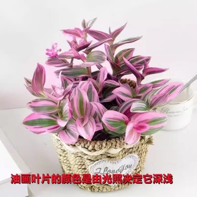 油画婚礼吊兰多肉盆栽超好养观叶植物四季花卉水培花卉水养图3