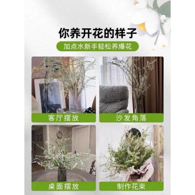 重瓣雪柳干枝支鲜枝水养插花水培植物鲜花卉室内盆栽绿植龙柳好活图5