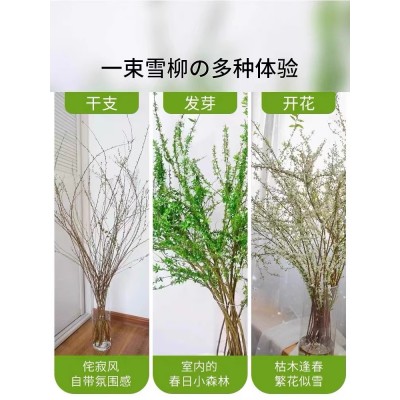 重瓣雪柳干枝支鲜枝水养插花水培植物鲜花卉室内盆栽绿植龙柳好活图4