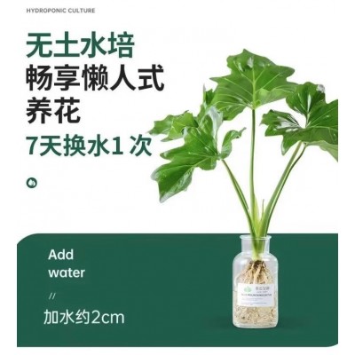 春雨绿植盆栽花卉植物室内易养活龟背竹无土纯羽水培植物室内好养图3