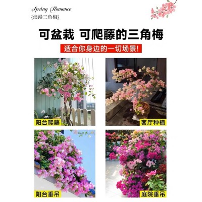 三角梅花苗盆栽带花爬藤重瓣植物室内阳台庭院树苗四季开花卉不断图5