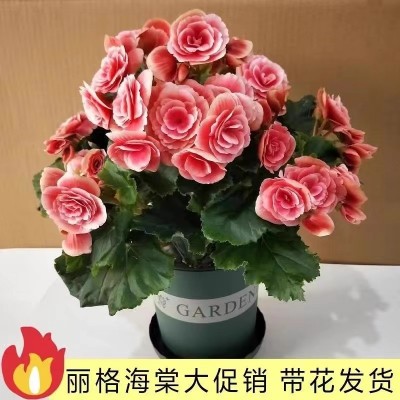 重瓣丽格海棠盆栽带花四季开花不断室内阳台好养花卉玫瑰玻璃海棠图3