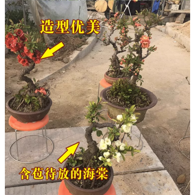 海棠花盆栽树苗盆景重瓣老桩庭院绿植物室内四季花卉开花好养易活图3