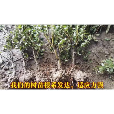 海棠花盆栽树苗盆景重瓣老桩庭院绿植物室内四季花卉开花好养易活图4