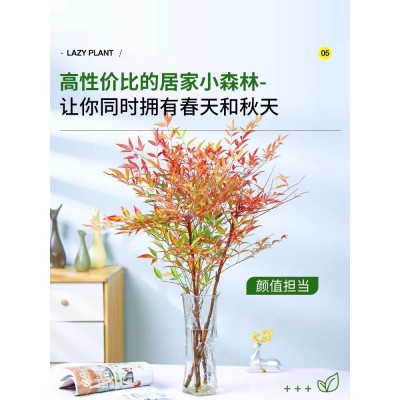 南天竹水培绿植火焰红水养盆栽室内花卉鲜切枝吊钟马醉木平替植物图5