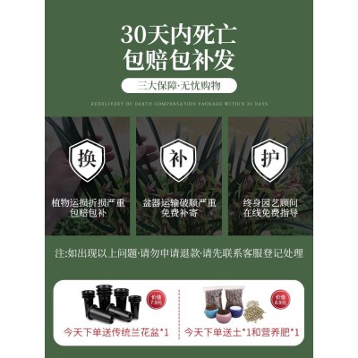 夏带花苞出售兰花苗建兰四季兰 小国魂 浓香四溢室内花卉盆栽好养图5