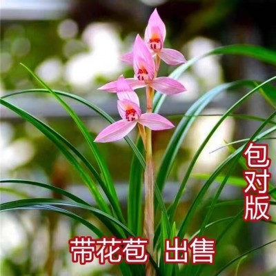 带花苞新品春寒浓香型室内办公阳台绿植好养易活耐寒耐热当年开花图5