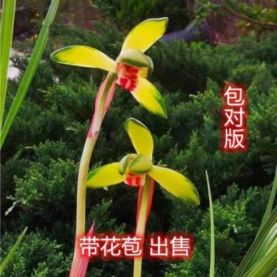 带花苞新品春寒浓香型室内办公阳台绿植好养易活耐寒耐热当年开花图2