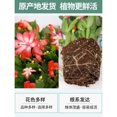 多色蟹爪兰花苗盆栽带花苞四季开花重瓣螃蟹抓莲好养易活室内花卉图2