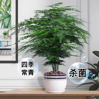 大文竹盆栽植物室内大型盆景吸除甲醛四季常青绿植花卉好养种易活图4