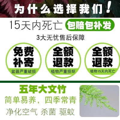 大文竹盆栽植物室内大型盆景吸除甲醛四季常青绿植花卉好养种易活图2