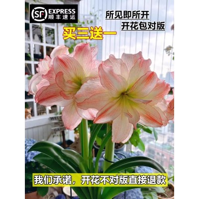 冻不死朱顶红种球荷兰进口重瓣盆栽室内阳台庭院花卉植物四季易活图3