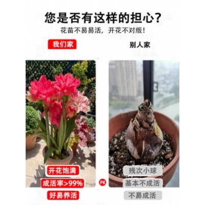 冻不死朱顶红种球荷兰进口重瓣盆栽室内阳台庭院花卉植物四季易活图4