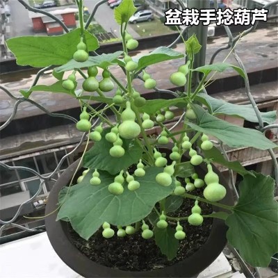 【盆栽手捻葫芦种子】花卉盆栽易活四季阳台树文玩小亚腰葫芦籽种图2