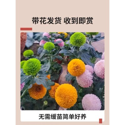 乒乓菊盆栽带花四季开花菊花大苗阳台盆栽好养易活植物姬小菊花卉图4