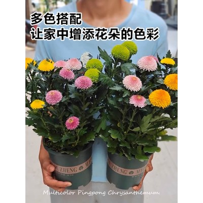 乒乓菊盆栽带花四季开花菊花大苗阳台盆栽好养易活植物姬小菊花卉图3