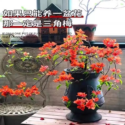 垂丝飘枝三角梅矮桩盆栽新品阳台庭院花卉可常年开花净化空气易活图4