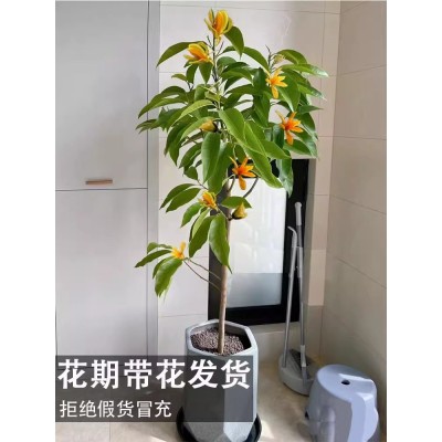 白兰花玉兰树苗花卉植物室内庭院绿植易活带花苞四季开黄角兰盆栽图2