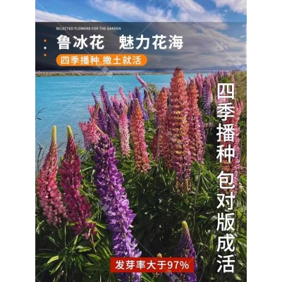 鲁冰花种子四季播种易活开花卉室内外阳台盆栽植物羽扇豆花种籽子图2