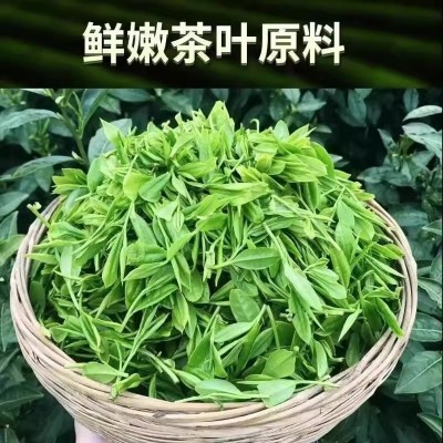 高山绿茶新茶叶春茶浓香型毛尖茶口粮青茶云雾茶散装袋装炒青图2