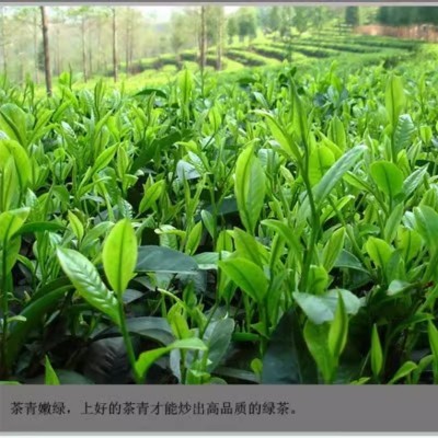 高山绿茶新茶叶春茶浓香型毛尖茶口粮青茶云雾茶散装袋装炒青图3