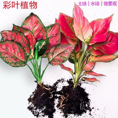 吉利红如意皇后花万年红水培水养室内绿萝植物花卉易活盆栽发财树图3