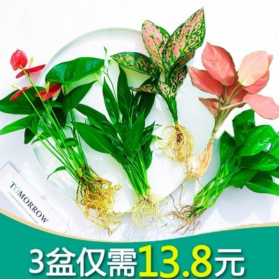 吉利红如意皇后花万年红水培水养室内绿萝植物花卉易活盆栽发财树图4