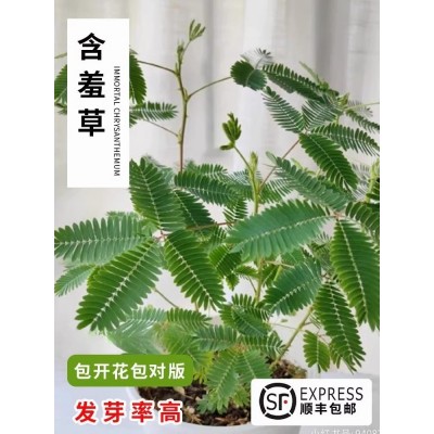 幼儿园植物小盆栽彩虹含羞草盆栽室内趣味花卉四季害羞草阳台植物图2