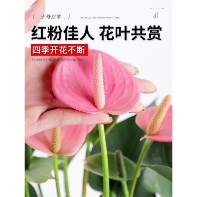 水培植物粉掌盆栽花卉植物室内花办公室桌面四季开花好养红掌绿植图5