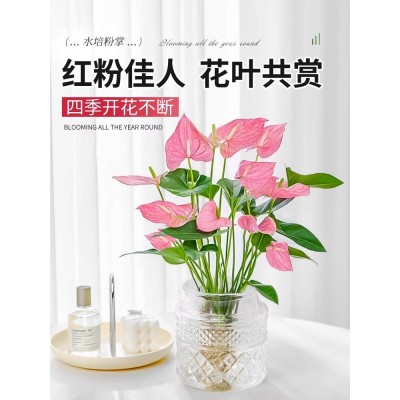 水培植物粉掌盆栽花卉植物室内花办公室桌面四季开花好养红掌绿植图4