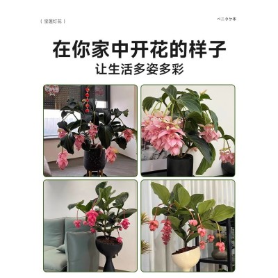 【带花发货】宝莲灯花盆栽带花苞四季开花卉绿植物室内客厅好养活图5