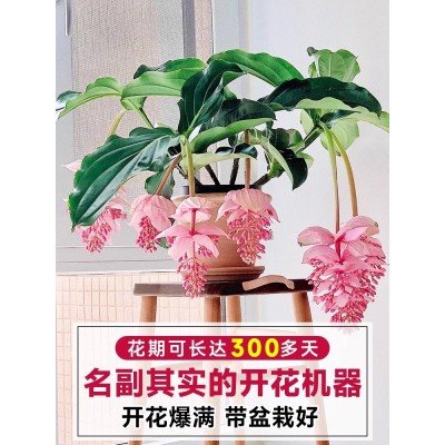 【带花发货】宝莲灯花盆栽带花苞四季开花卉绿植物室内客厅好养活图3