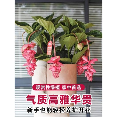 【带花发货】宝莲灯花盆栽带花苞四季开花卉绿植物室内客厅好养活图4