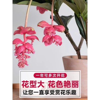 【带花发货】宝莲灯花盆栽带花苞四季开花卉绿植物室内客厅好养活图2