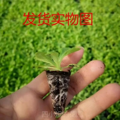 矮牵牛 花苗盆栽好养易活易爆盆阳台庭院花卉绿植图2