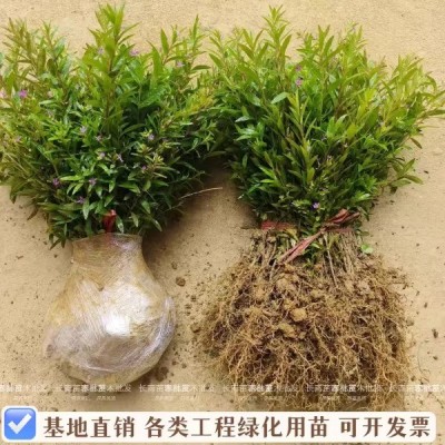 满天星萼距花苗盆栽花卉四季开花绿植室外易活庭院工程苗星星花图3