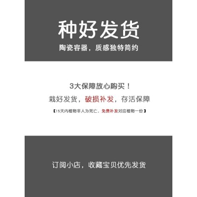 琴叶榕室内绿植四季易活植物办公室净化空气小盆栽防辐射桌面花卉图5