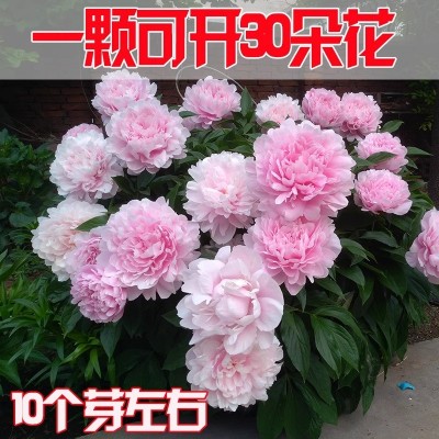 重瓣芍药花苗庭院花卉四季开花易活室内盆栽植物观赏牡丹花带花苞图3