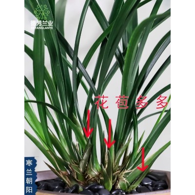 精品名贵特级兰花寒兰朝阳带花苞发货特浓香室内客厅花卉绿植盆栽图3