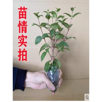 重瓣倒挂金钟花苗灯笼花盆栽室内绿植阳台四季开花带花苞不断花卉图4