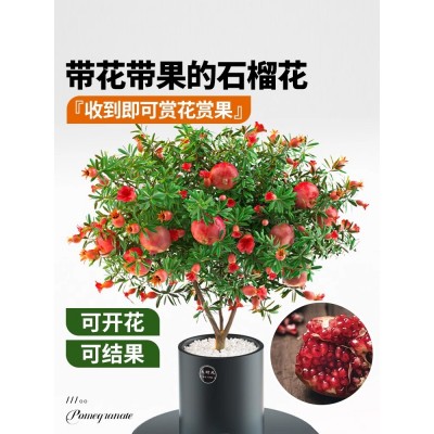 石榴花苗盆栽景带果发货可食用植物室内花卉绿植年宵花四季开好养图3