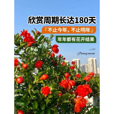 石榴花苗盆栽景带果发货可食用植物室内花卉绿植年宵花四季开好养图5